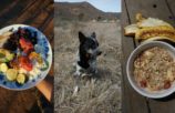 Dogs On A Permaculture Farm in Mexico - What We Ate Today (Plantriotic)