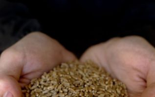 Baking Basics: Wheat via Sift & Whisk